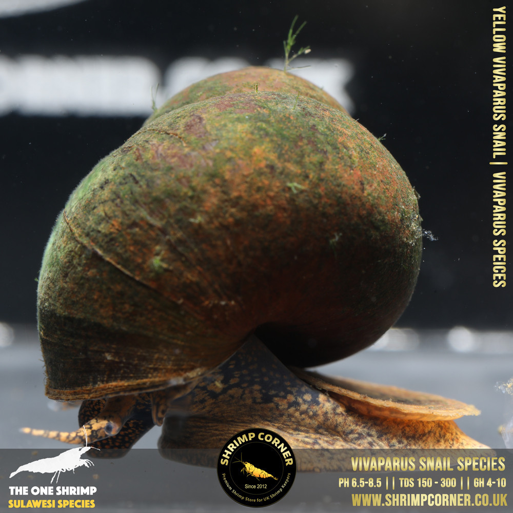 Vivaparus Papua Snail Species | Adult Size