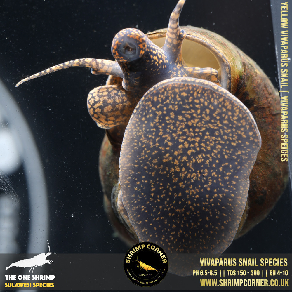 Vivaparus Papua Snail Species | Adult Size 2