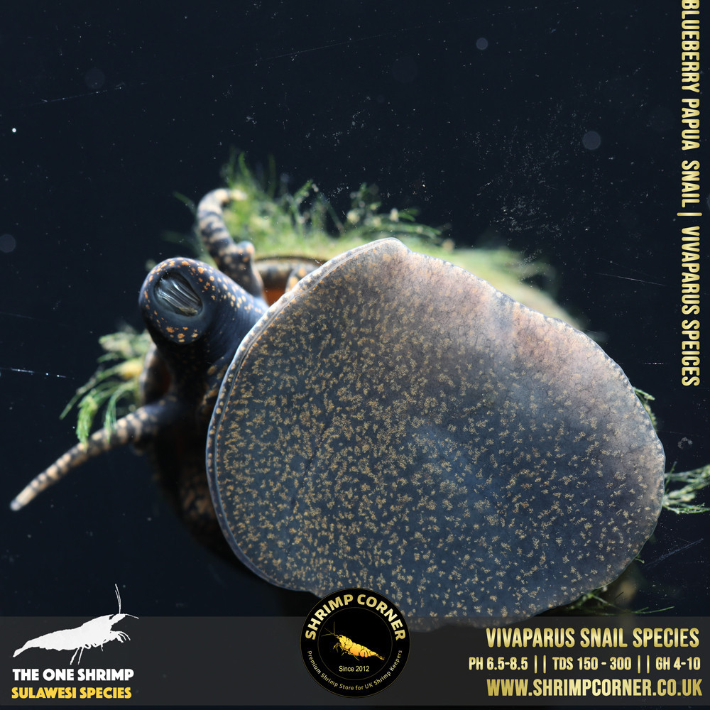 Blueberry Snail Species | Vivaparus Species