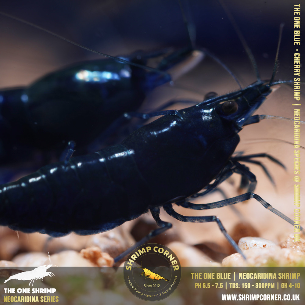 THE ONE BLUE | Highest Grade of Blue Cherry Shrimp @ Shrimp Corner