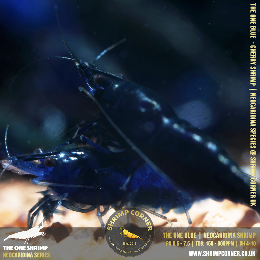 THE ONE BLUE | Highest Grade of Blue Cherry Shrimp @ Shrimp Corner 2
