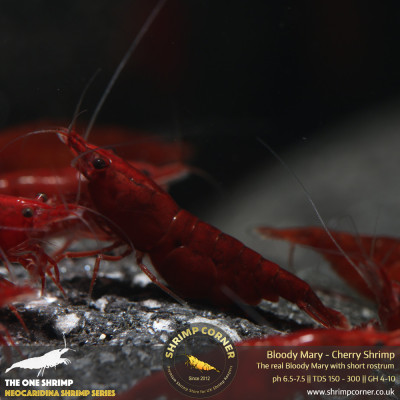 Bloody Mary Shrimp - UK's Best Selection