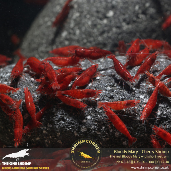 Bloody Mary Shrimp - UK's Best Selection