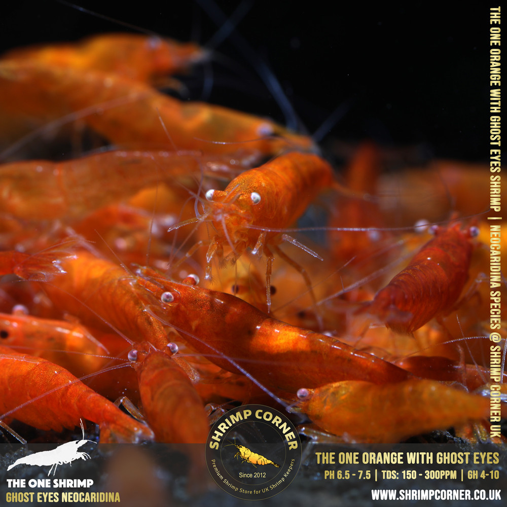 Orange with White/ Orange Eyes | Cherry Shrimp