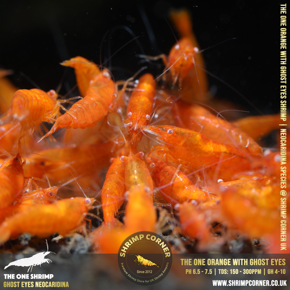 Orange with White/ Orange Eyes | Cherry Shrimp