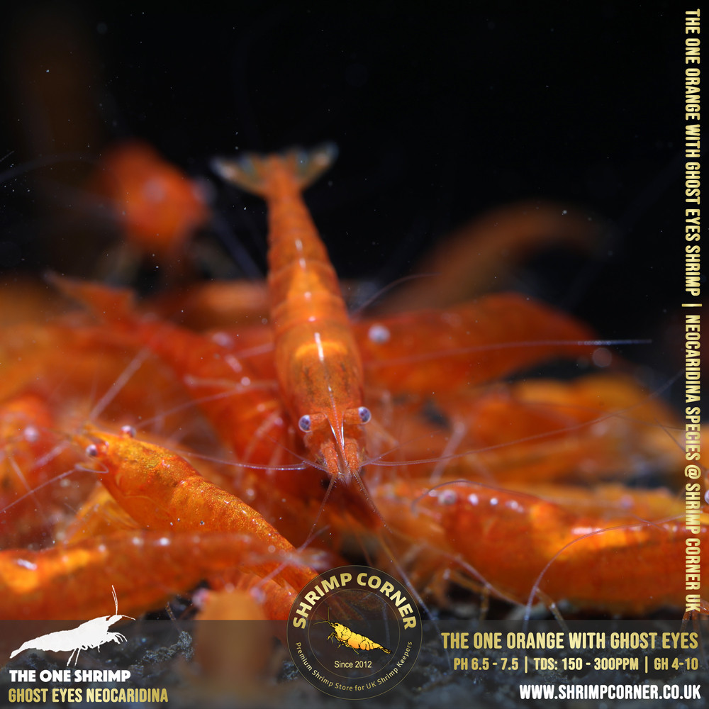 Orange with White/ Orange Eyes | Cherry Shrimp 2