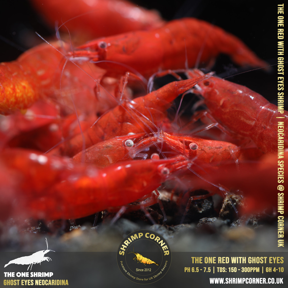 Red with White/ Orange Eyes | Cherry Shrimp