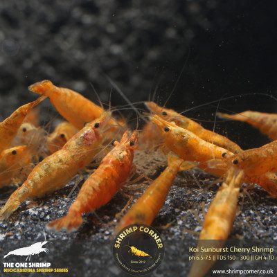 Koi Sunburst Cherry Shrimp