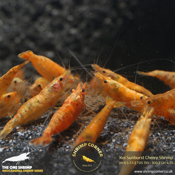 Koi Sunburst Cherry Shrimp