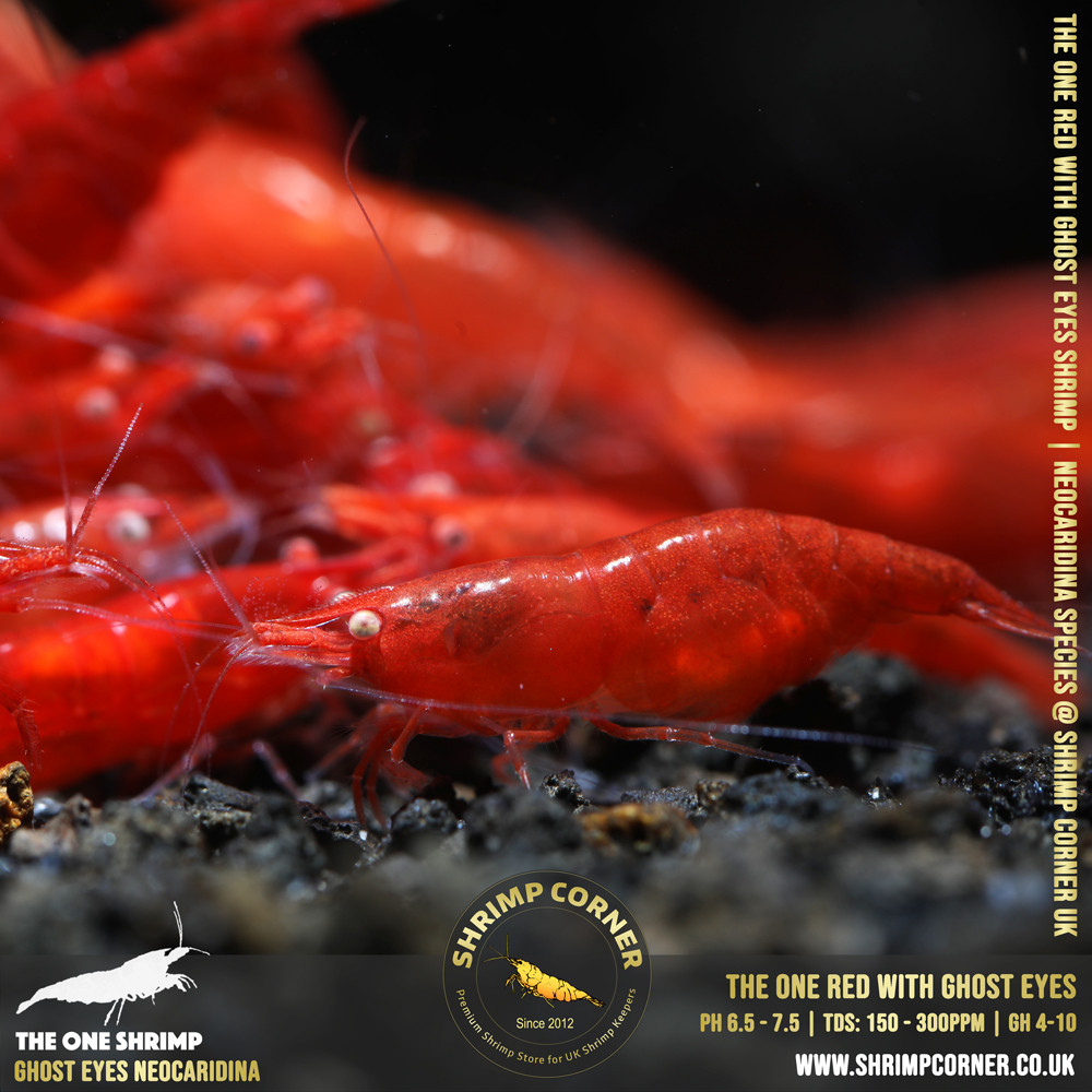Red with White/ Orange Eyes | Cherry Shrimp 2