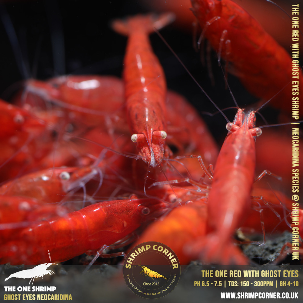 Red with White/ Orange Eyes | Cherry Shrimp