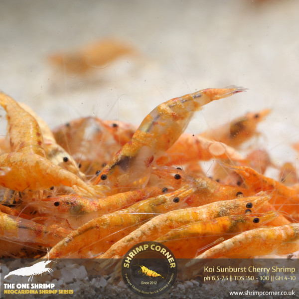 Koi Sunburst Cherry Shrimp