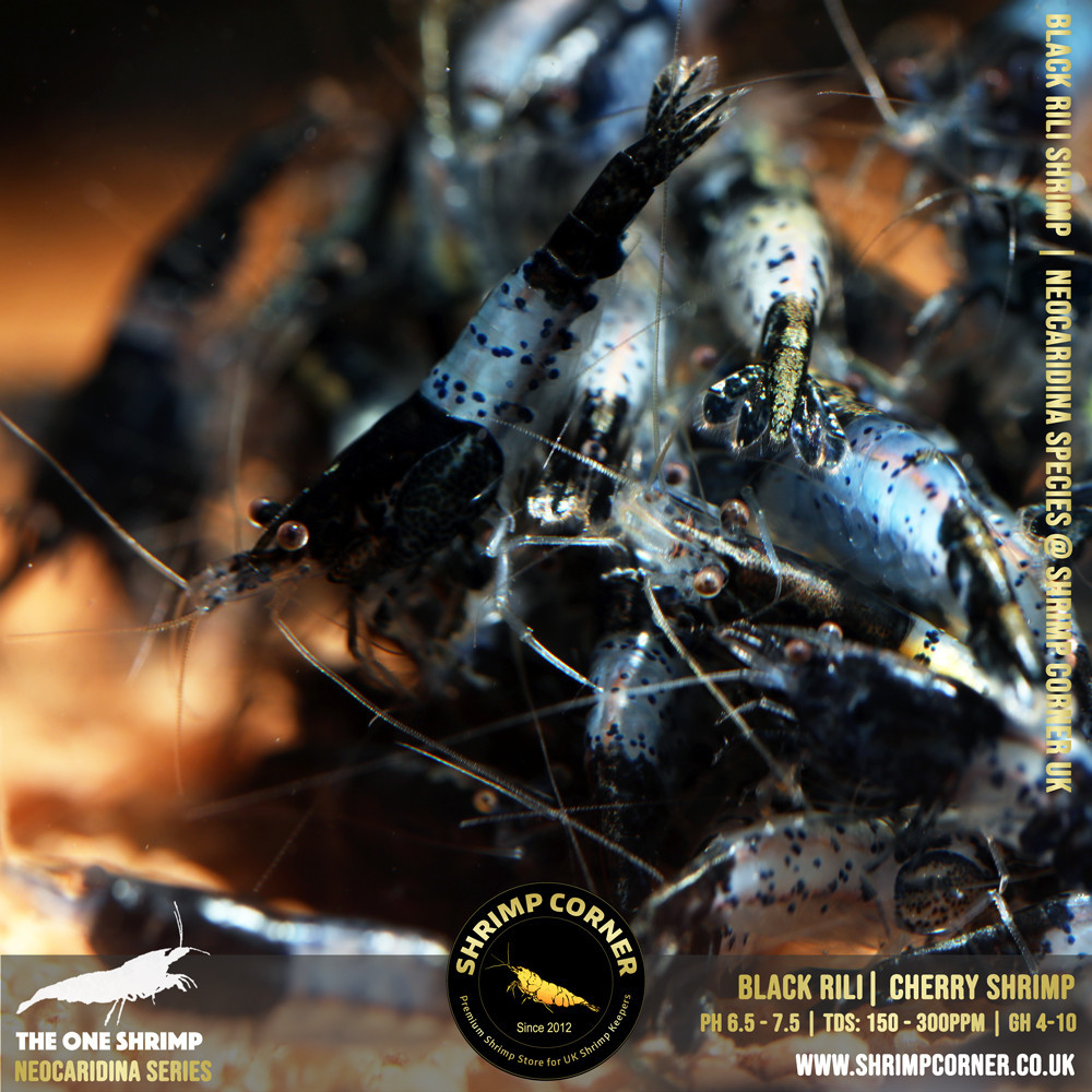 Black Carbon Rili Shrimp @ Shrimp Corner 2