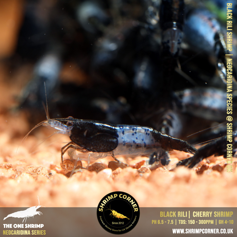 Black Carbon Rili Shrimp @ Shrimp Corner