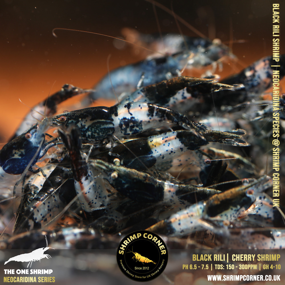 Black Carbon Rili Shrimp @ Shrimp Corner