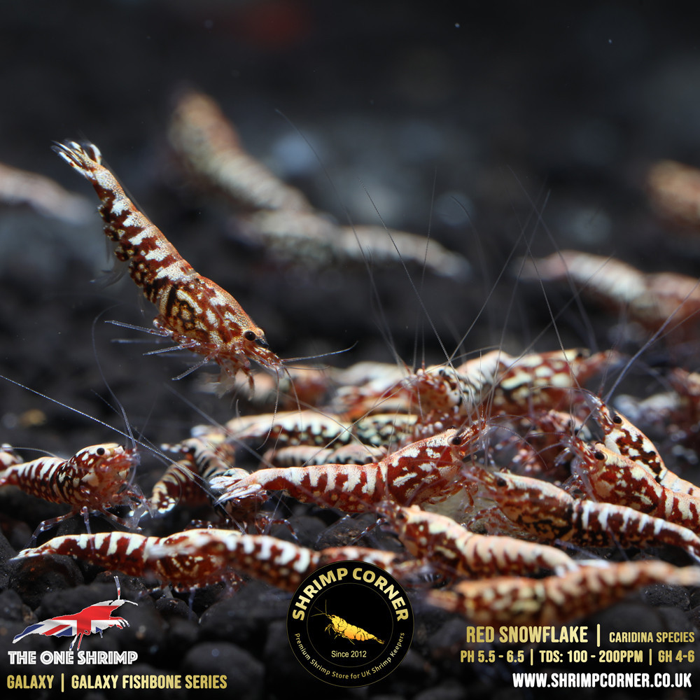 Red Snowflake & Stardust Shrimp - High Grade @ Shrimp Corner