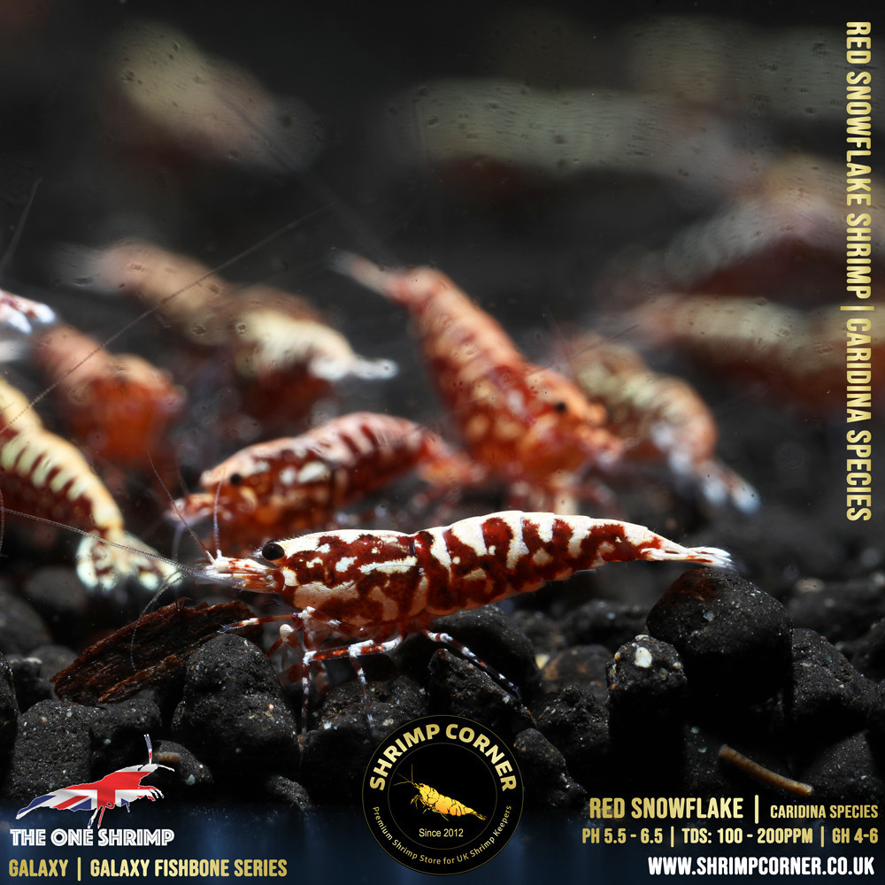 Red Snowflake & Stardust Shrimp - High Grade @ Shrimp Corner 2