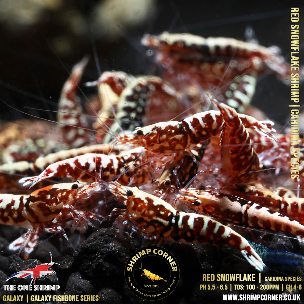 Red Snowflake & Stardust Shrimp - High Grade @ Shrimp Corner