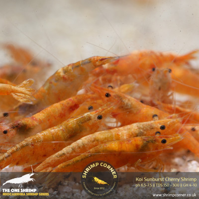 Koi Sunburst Cherry Shrimp 2