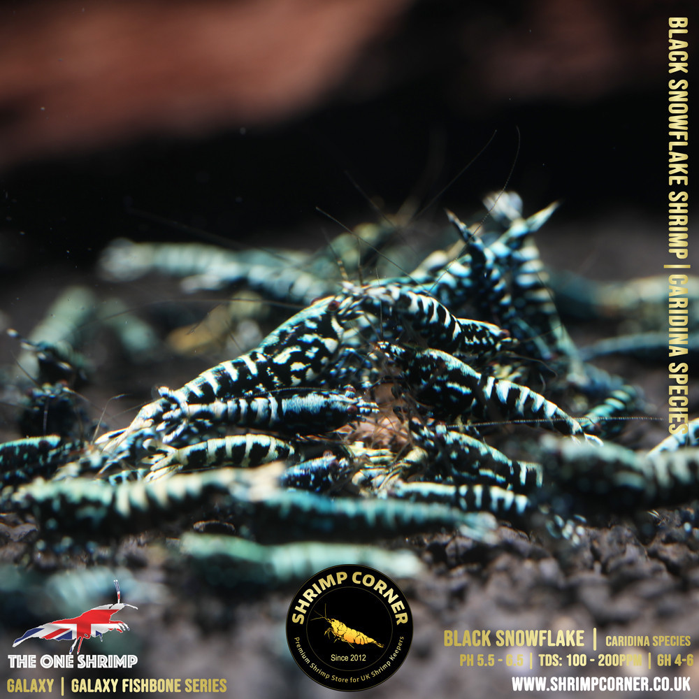 Black Snowflake & Stardust Shrimp | VALUE Grade @ Shrimp Corner UK
