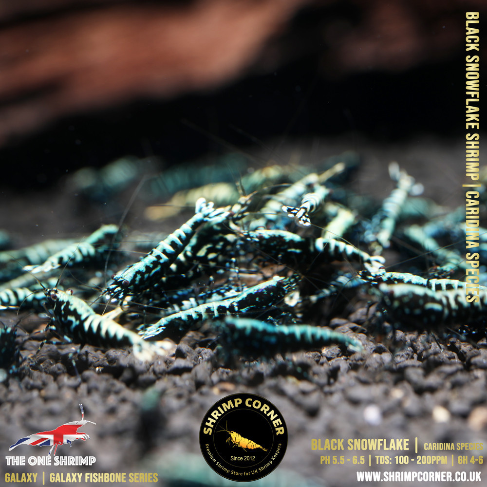 Black Snowflake & Stardust Shrimp | VALUE Grade @ Shrimp Corner UK 2