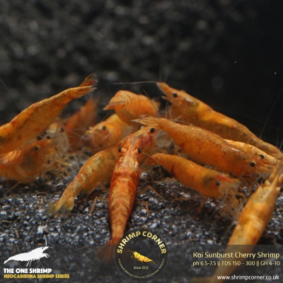 Koi Sunburst Cherry Shrimp