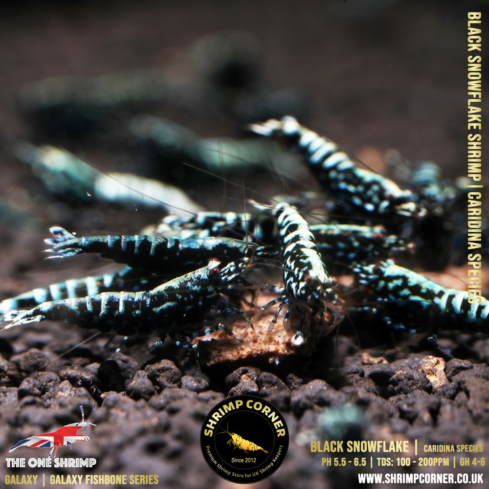 Black Snowflake & Stardust Shrimp | VALUE Grade @ Shrimp Corner UK