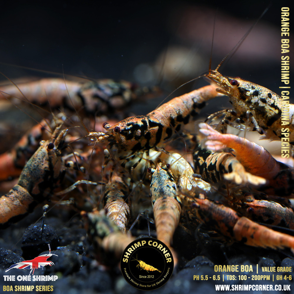 Orange BOA Shrimp (Low to Medium) | The One Shrimp