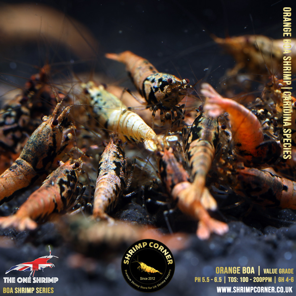 Orange BOA Shrimp (Low to Medium) | The One Shrimp 2