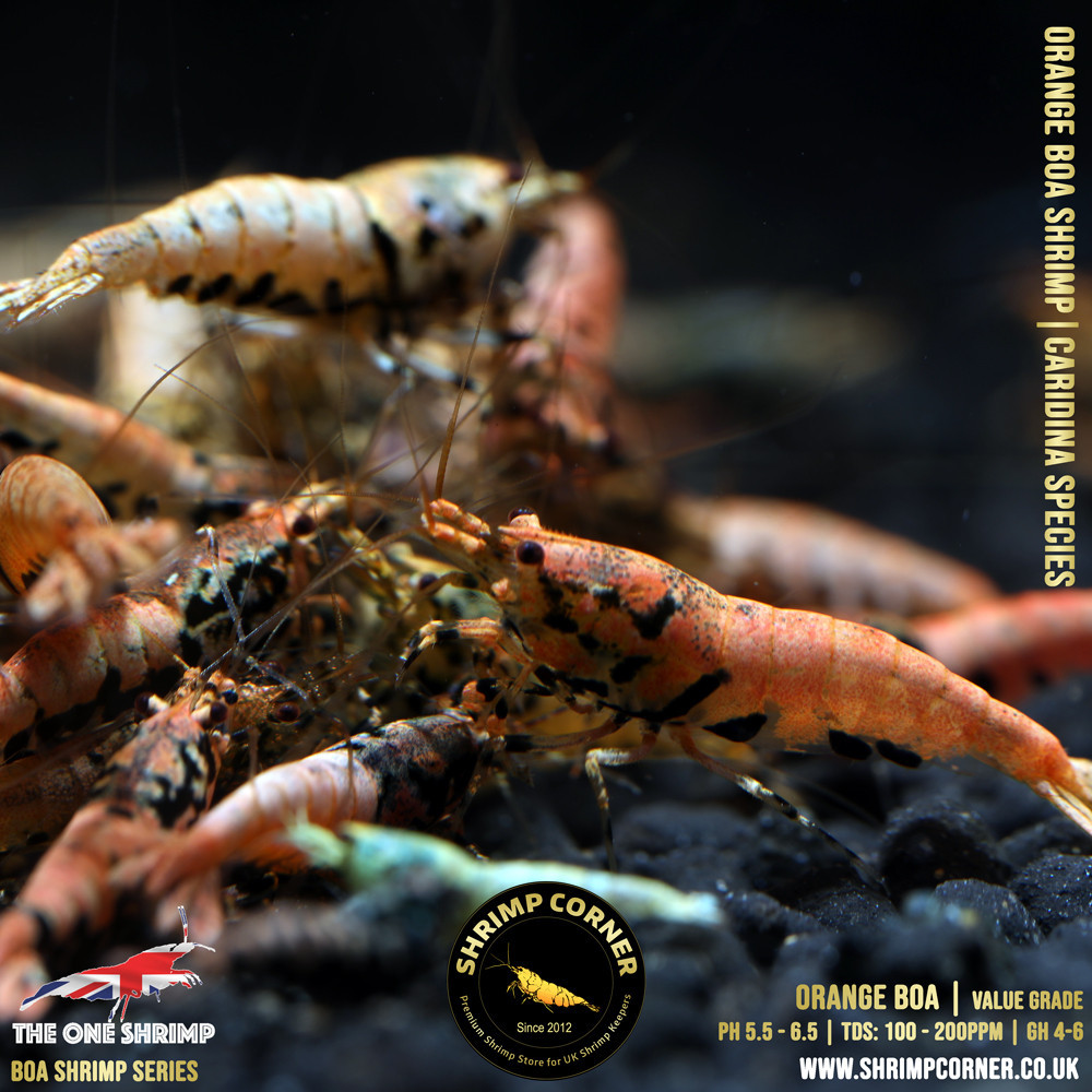 Orange BOA Shrimp (Low to Medium) | The One Shrimp