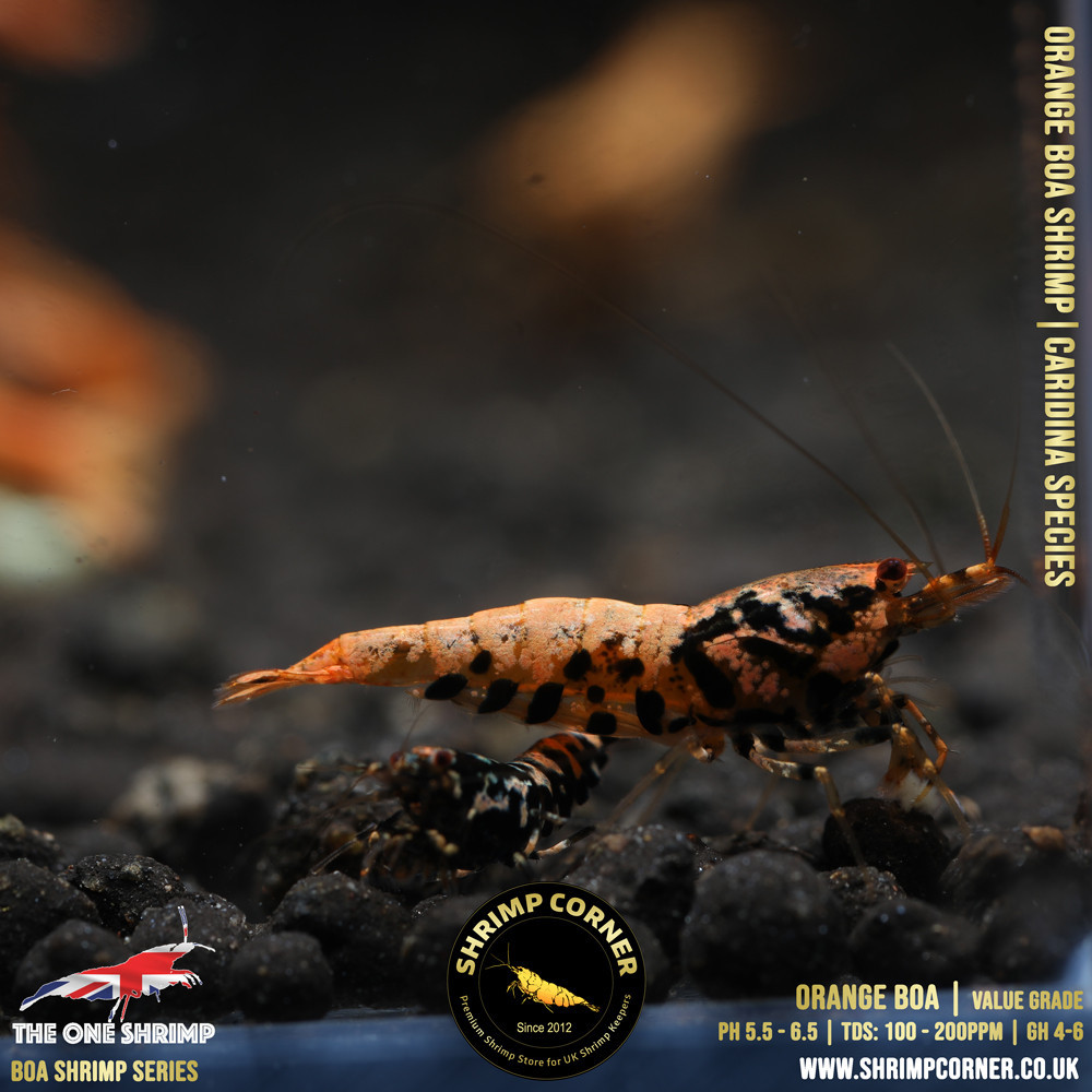 Orange BOA Shrimp (Low to Medium) | The One Shrimp