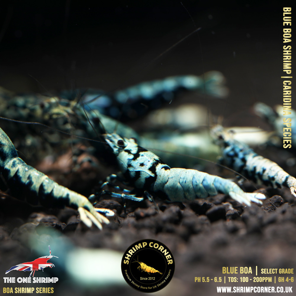 Blue BOA Shrimp | SELECT Grade @ Shrimp Corner UK