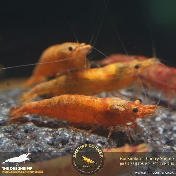 Koi Sunburst Cherry Shrimp