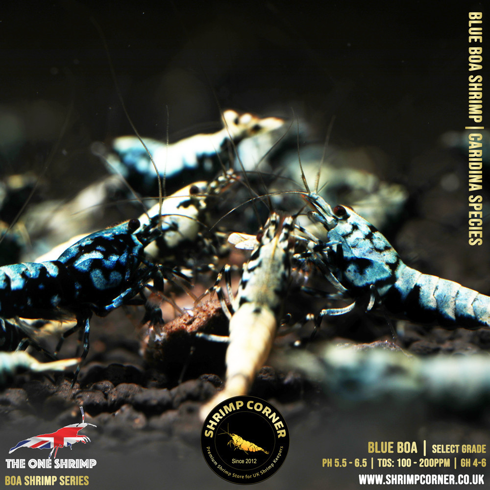 Blue BOA Shrimp | SELECT Grade @ Shrimp Corner UK 2