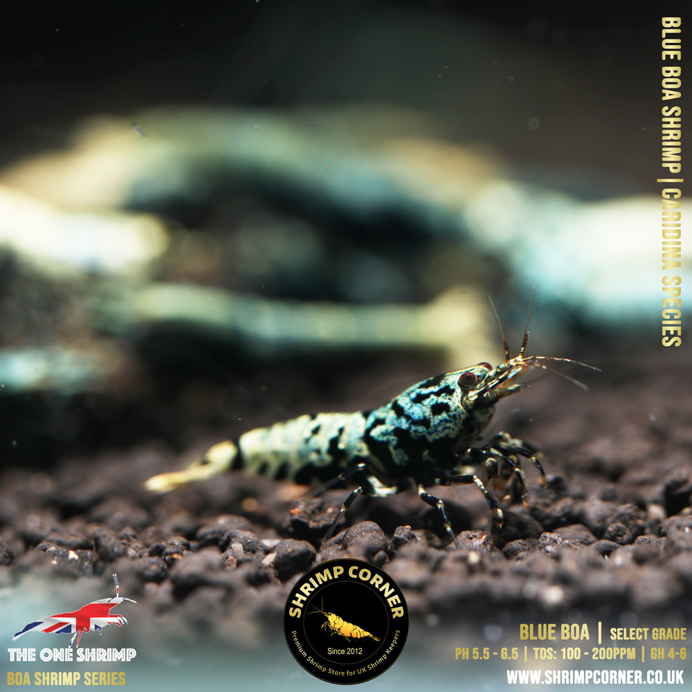 Blue BOA Shrimp | SELECT Grade @ Shrimp Corner UK