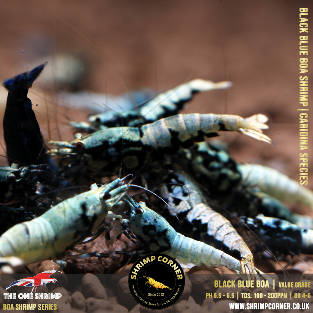 BLACK BOA Shrimp - VALUE Grade