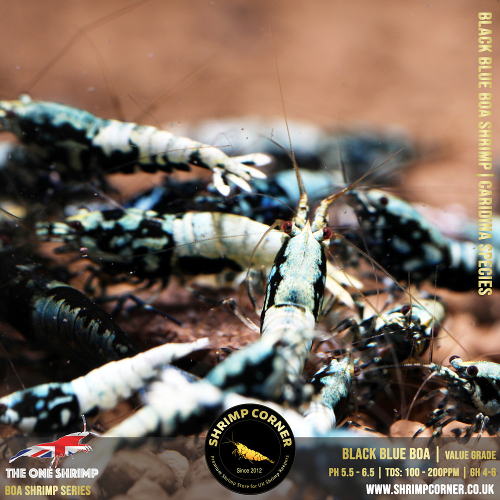BLACK BOA Shrimp - VALUE Grade 2