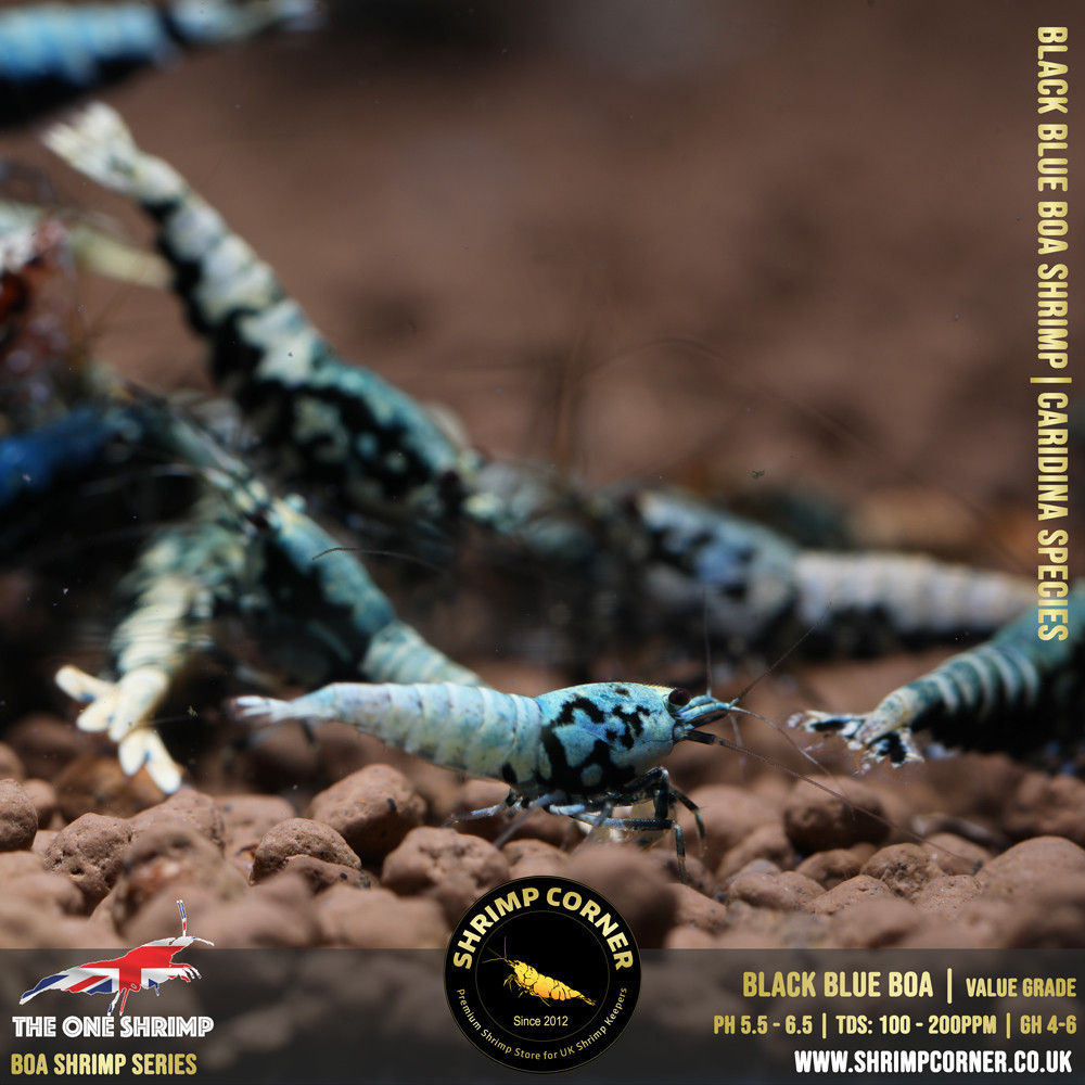 BLACK BOA Shrimp - VALUE Grade