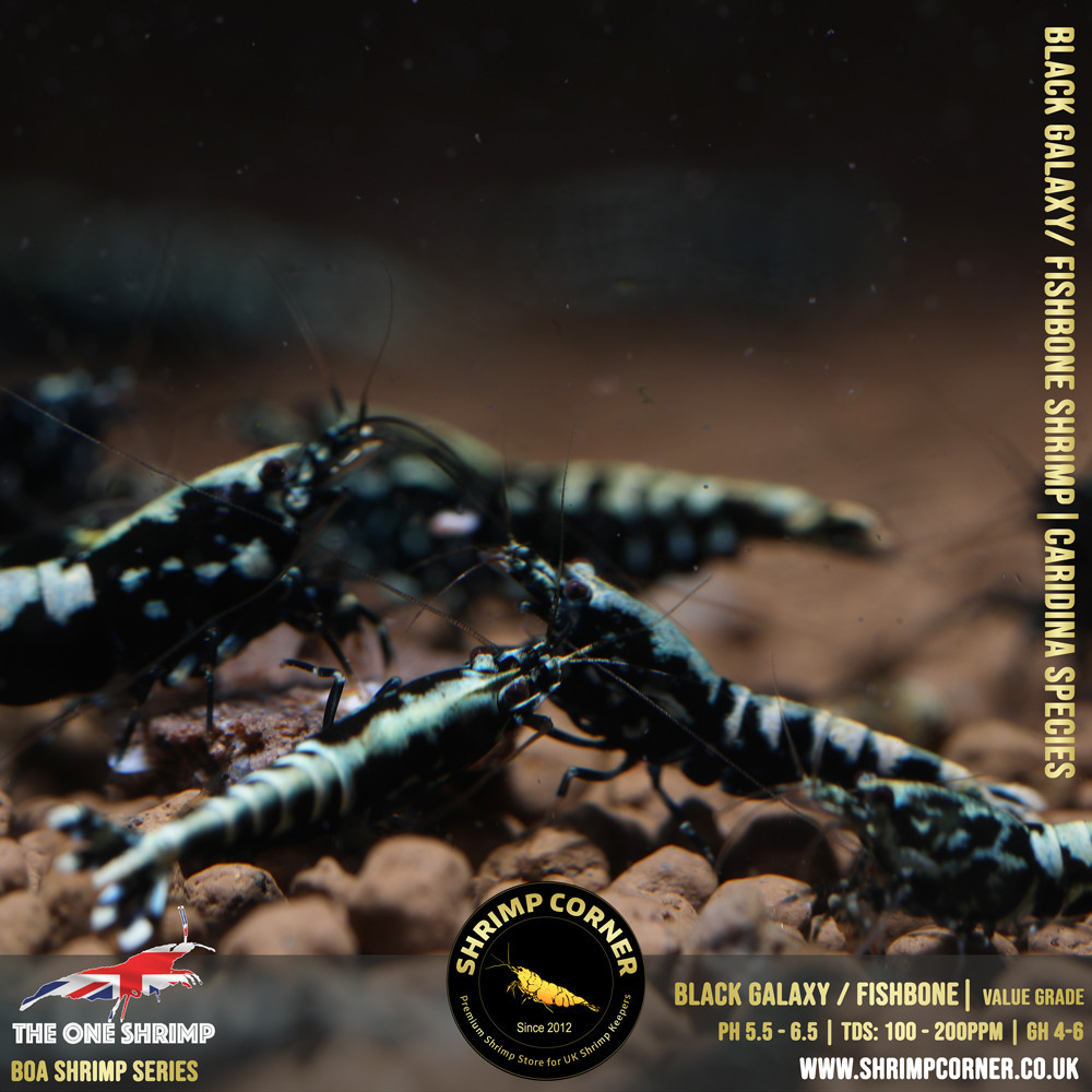 BLACK GALAXY FISHBONE Shrimp | The One Shrimp