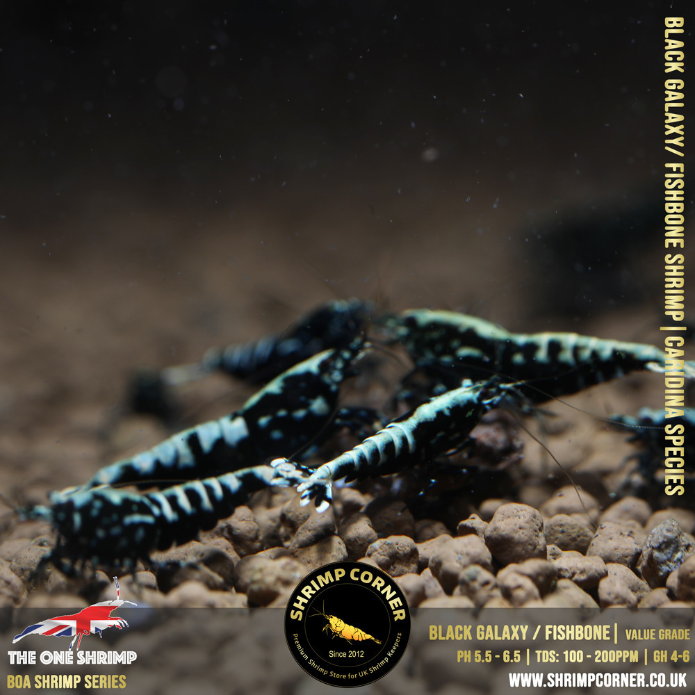 BLACK GALAXY FISHBONE Shrimp | The One Shrimp 2