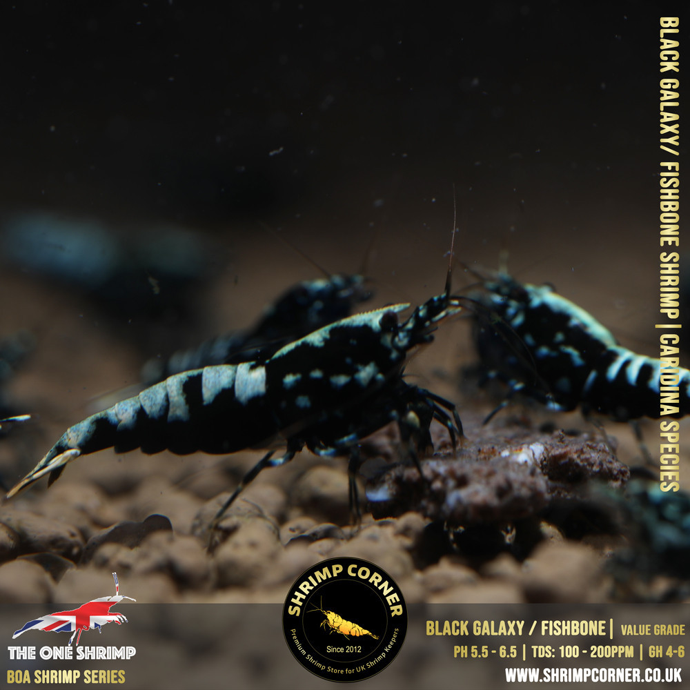 BLACK GALAXY FISHBONE Shrimp | The One Shrimp