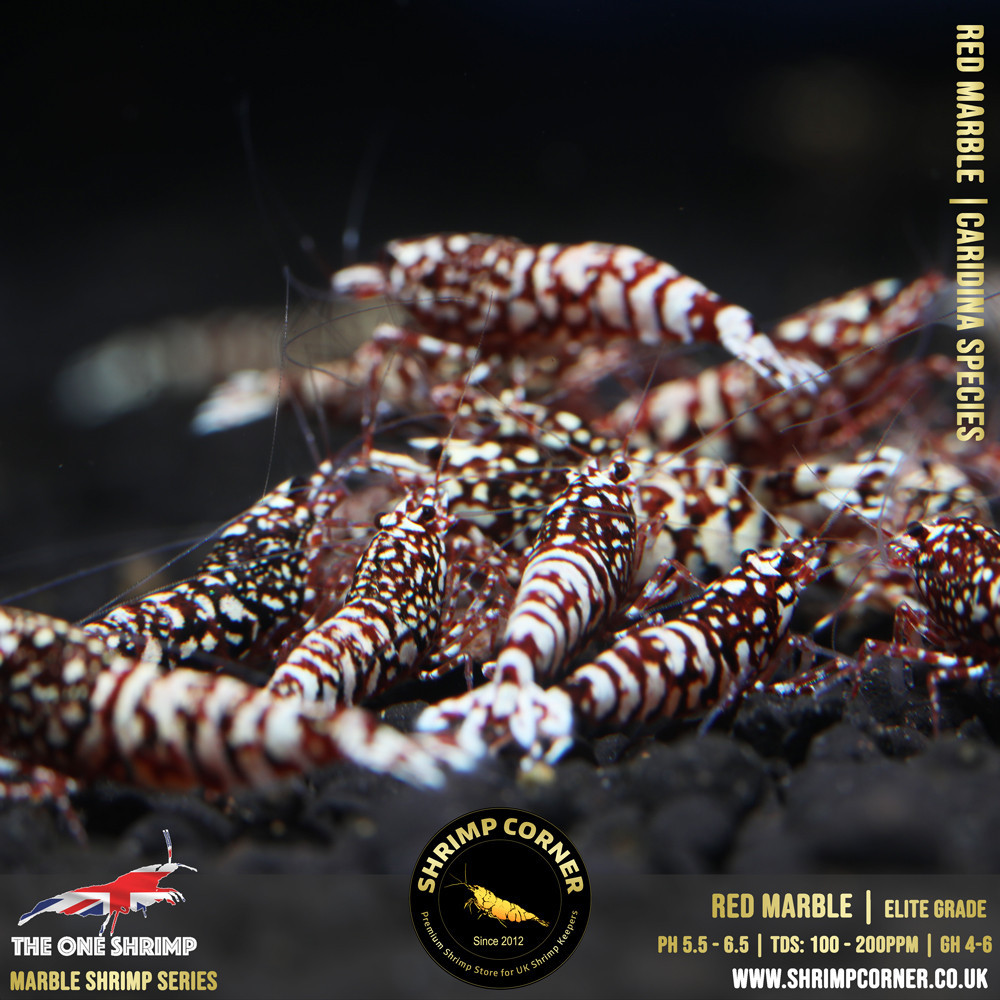 RED MARBLE Shrimp | The One Line @ Shrimp Corner UK