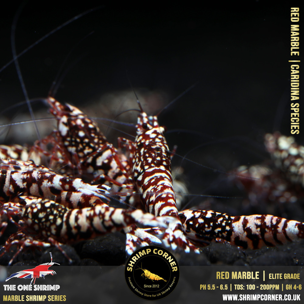 RED MARBLE Shrimp | The One Line @ Shrimp Corner UK