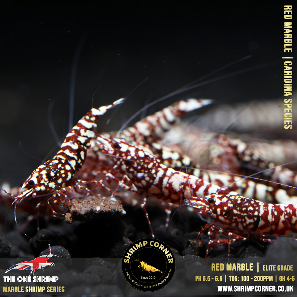 RED MARBLE Shrimp | The One Line @ Shrimp Corner UK 2