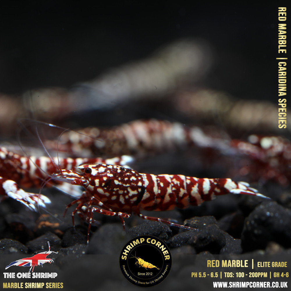 RED MARBLE Shrimp | The One Line @ Shrimp Corner UK