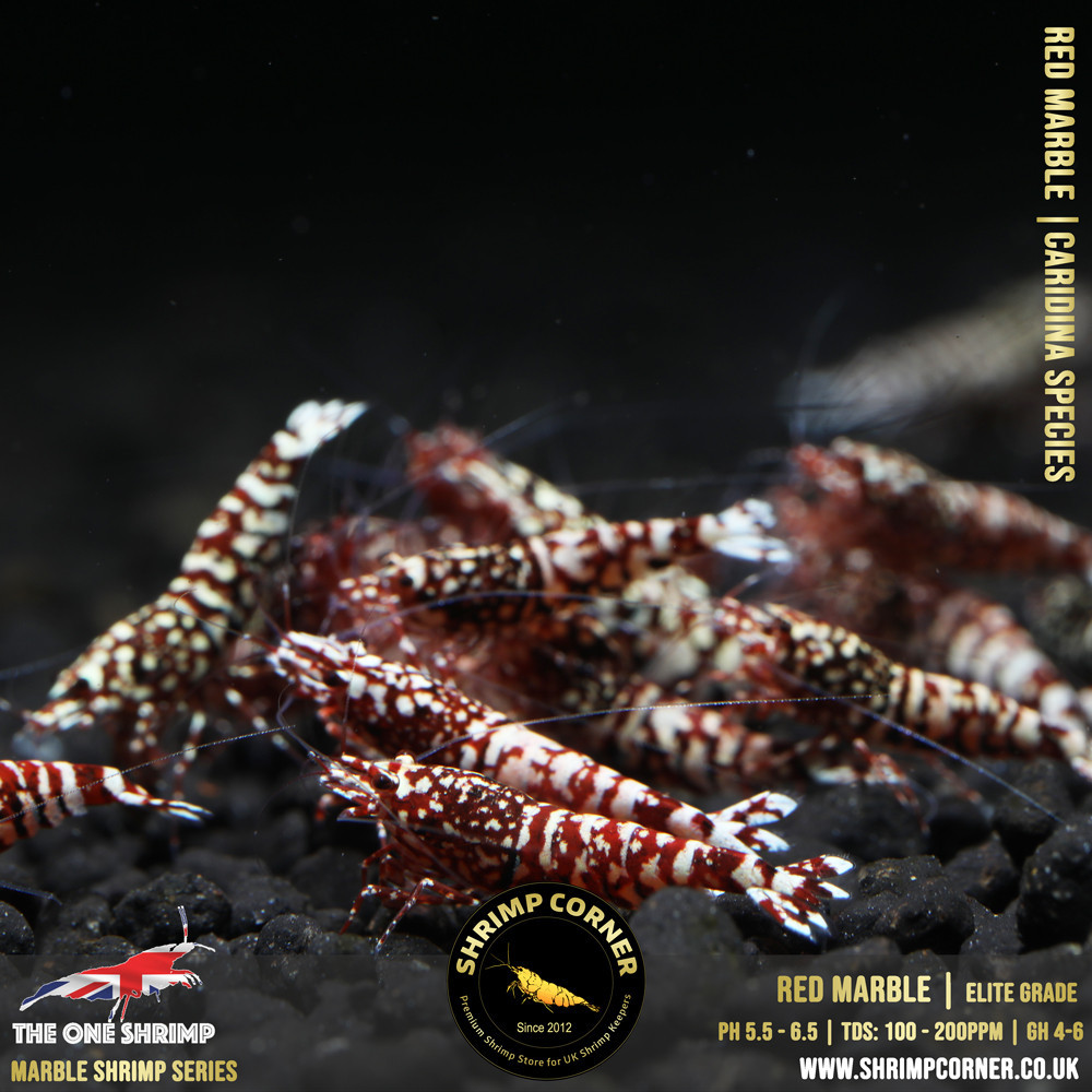 RED MARBLE Shrimp | The One Line @ Shrimp Corner UK