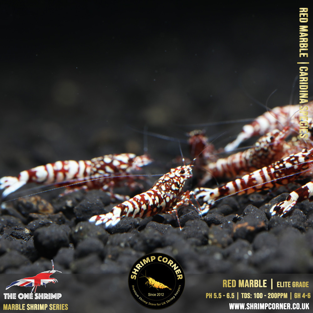 RED MARBLE Shrimp | The One Line @ Shrimp Corner UK