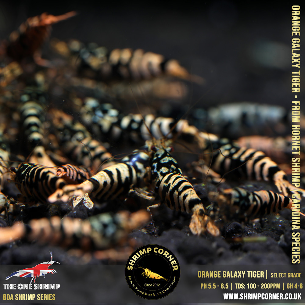 ORANGE GALAXY TIGER Shrimp | From Multi Awards Winning MT5 Shrimp