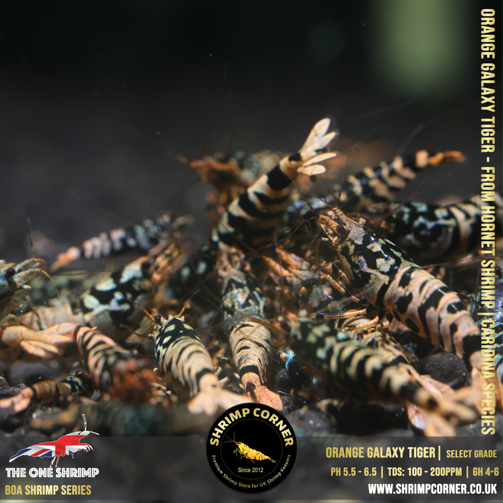 ORANGE GALAXY TIGER Shrimp | From Multi Awards Winning MT5 Shrimp 2