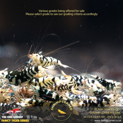 Black Fancy Tiger - Shrimp Corner Line 2